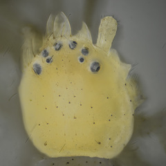 Psellonus sp. "Common White" © Joseph K H Koh  • Prosoma • Dorsal • Eyes • ♀ • Adult